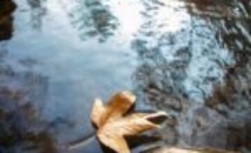 A leaf floating along a gentle stream, representing the Leaves on a Stream mindfulness exercise